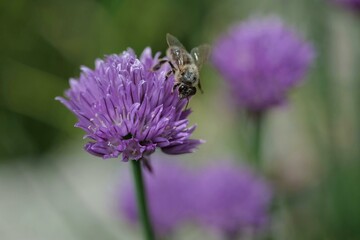 bee on a flower