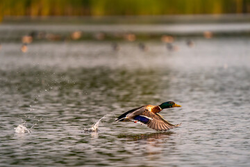 Dzika kaczka na stawie © Marcin