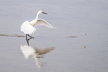 Egret hunting fish in shallow water