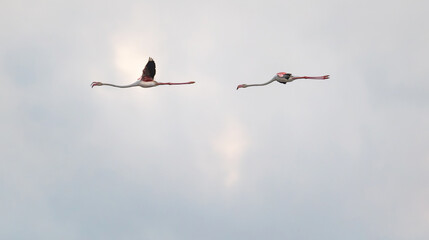 Two Flamingos Flying Against a Blue Sky