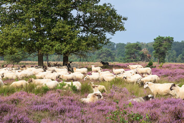 Sheepdog keeps a close eye on the flock of sheep on the blooming heather landscape.