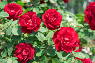 Beautiful blooming rose bush with red flowers close up in garden or park, outdoor