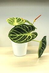 Anthurium crystallinum "Silver" features large, heart-shaped leaves with a velvety texture. The leaves are dark green with prominent, white or silvery veins that create a striking contrast.