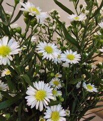 aster flowers