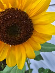 sunflower closeup