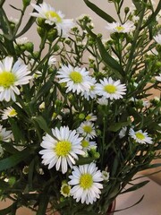 white aster flowers