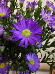 purple aster flowers