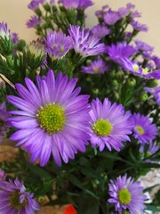 purple aster flowers