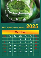 Illustration of a wall calendar 2025 of the Green Snake.