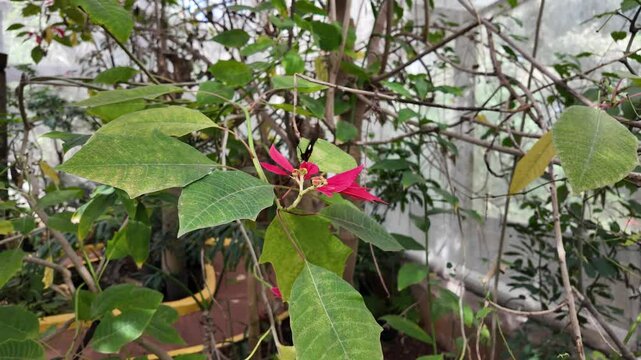 mariposas en slowmotion