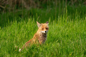 Mały lisek © Marcin
