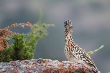 Greater Roadrunner on the Rocks