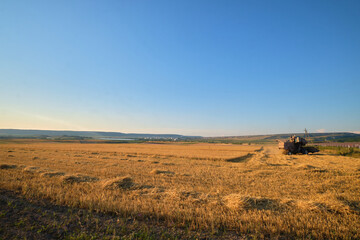 Fototapeta premium a wheat field in the golden rays of the sun