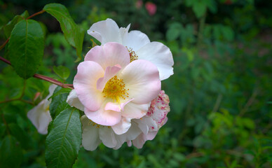 beautiful pink blossom of a rose in summer, close up