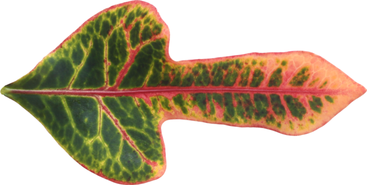 Leaf of a plant in the shape of an arrow