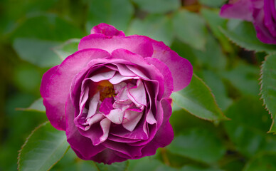 beautiful purple blossom of a rose in summer, close up