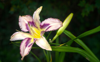 Obraz premium A beautiful white and magenta blossom of a day lily close up