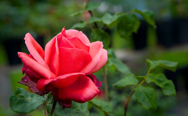 beautiful red blossom of a rose in summer, close up