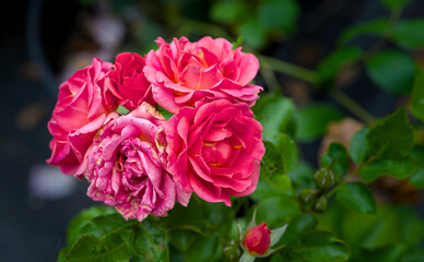 beautiful red blossom of a rose in summer, close up