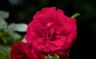 beautiful red blossom of a rose in summer, close up