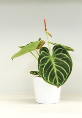 Anthurium crystallinum "Silver" features large, heart-shaped leaves with a velvety texture. The leaves are dark green with prominent, white or silvery veins that create a striking contrast.