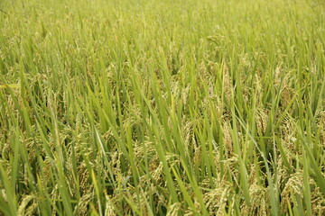Green rice field
