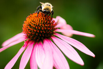 bee on flower