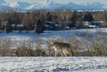 Urban coyote (Canis latrans) in Fish Creek Park, Calgary, Alberta