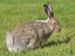 White-tailed Jackrabbit (Lepus townsendii) in summer coloration