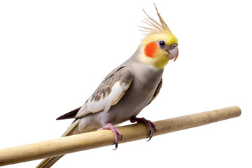 Vibrant Cockatiel Parrot With Bright Yellow Crest and Orange Cheek Patch