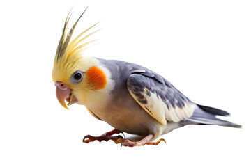 Obraz premium Vibrant Cockatiel Parrot With Bright Yellow Crest and Orange Cheek Patch