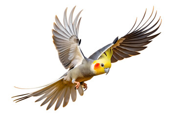 Obraz premium Vibrant Cockatiel Parrot With Bright Yellow Crest and Orange Cheek Patch