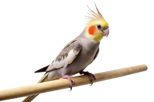 Vibrant Cockatiel Parrot With Bright Yellow Crest and Orange Cheek Patch