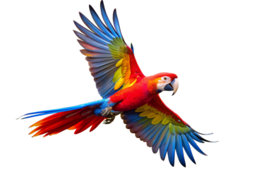 Colorful Macaw Parrot Close-Up