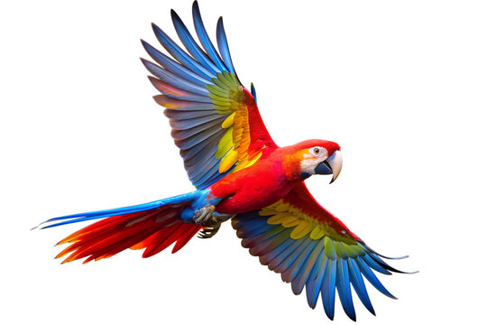 Colorful Macaw Parrot Close-Up