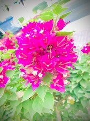 pink and white flowers