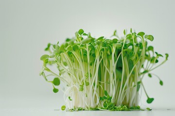 Fresh sprouts on a table, ideal for food or decoration use