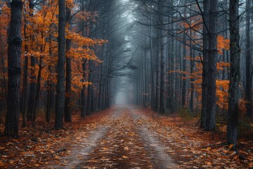 Fototapeta premium Forest Road in Autumn Fog