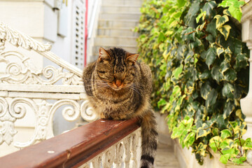 Striped cat sitting on a railing with eyes closed. Istanbul, Adalar, Turkey