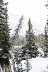 Snow covered pine trees in Banff National Park. Snow covered mountains in background hidden by a thick dense fog. 