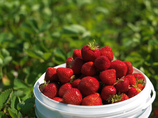 Strawberry Farm