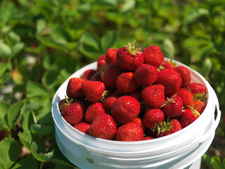 Strawberry Farm