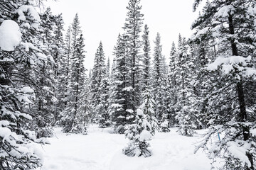 Group of snow covered pines in Banff National Park, Canadian Rocky Mountains. Landscape format.