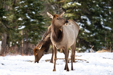 Young Elk surveying its surroundings, Banff National Park, Alberta Canada.
