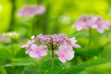 ピンクの満開ヤマアジサイ