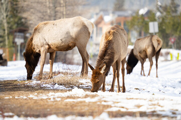 Young Elk eating vegetation in a snowy field, Banff National Park, Alberta Canada. Downtown Canmore visible in distance.