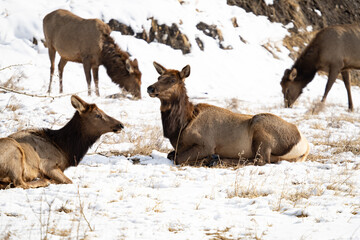 Female Elk laying in a snowy field, Banff National Park, Alberta Canada.