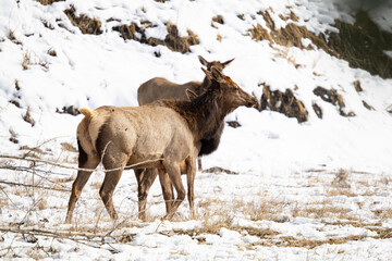 Female Elk standing in a snowy field, Banff National Park, Alberta Canada.