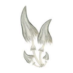 watercolor hand drawn set of isolated poisonous dangerous mushrooms illustration of mushroom web caps with white, gray caps in autumn autumn forest forest for nature lovers halloween design element te