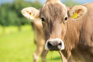 Cow is looking at camera. Close-up cows face. Dairy cows in the farm pastures. Brown cow pasturing on grassy meadow near mountain. Cow in pasture on alpine meadow in Switzerland.